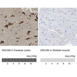 DSCAM Antibody, Novus Biologicals 25 &mu;L, Unlabeled:Antibodies, Polyclonal